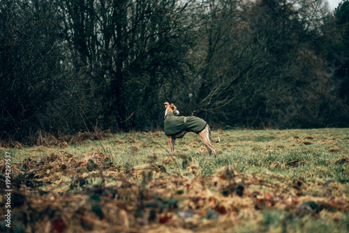 Φωτογραφία Elegant Whippet Dog in Green Coat Walking Through Moody Woodland Forest Path – A