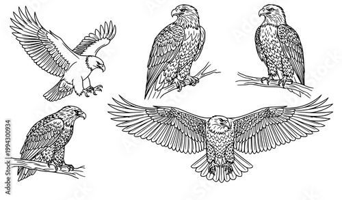 Eagle line art vector set detailed bird outline illustration isolated on white background