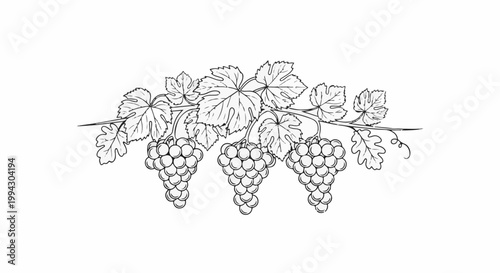 A decorative drawing of a grape vine with three clusters of fruit