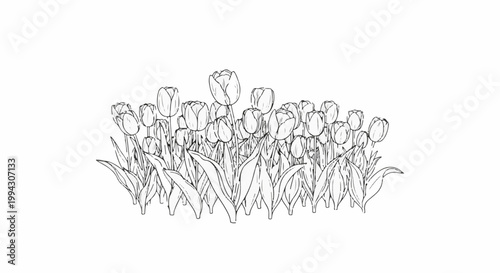 Sketch of a dense patch of blooming tulips with pointed leaves