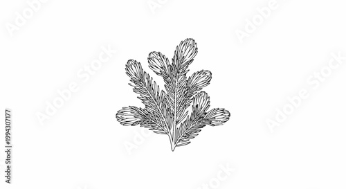 Sketch of a delicate evergreen branch with detailed needles on a white background