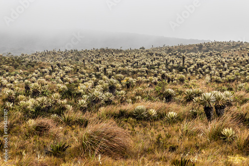 Obraz na plátne Paramo ecosystem with frailejon (Espeletia) plants in Purace National Natural Pa