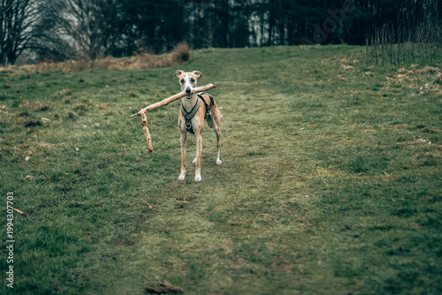 Fotografía Athletic Brindle Whippet Standing in Green Field Wearing a Tactical Dog Harness