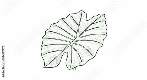 Green outlined tropical leaf with detailed veins on a white background