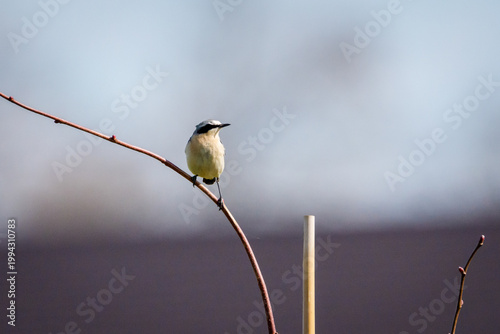 Northern wheatear, Oenanthe oenanthe bird perched on a thin curved branch against a soft grey background.