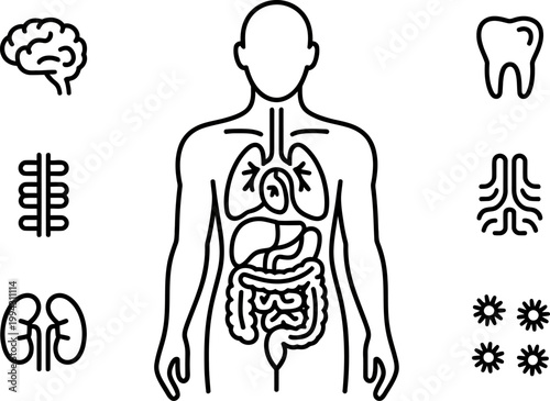 Collection of internal human organs and systems depicted as simplified line art icons for medical illustration