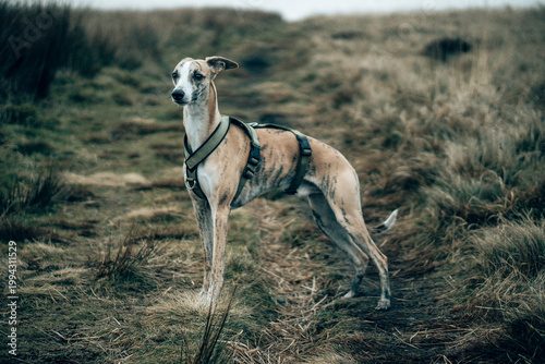 Foto Brindle Whippet Dog Exploring the Misty English Moorland in a Tactical Harness o