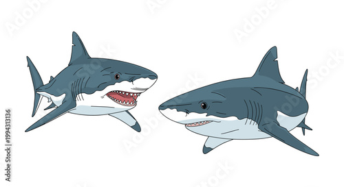Two powerful great white sharks with their mouths open swim through white space in a detailed and realistic vector illustration style.