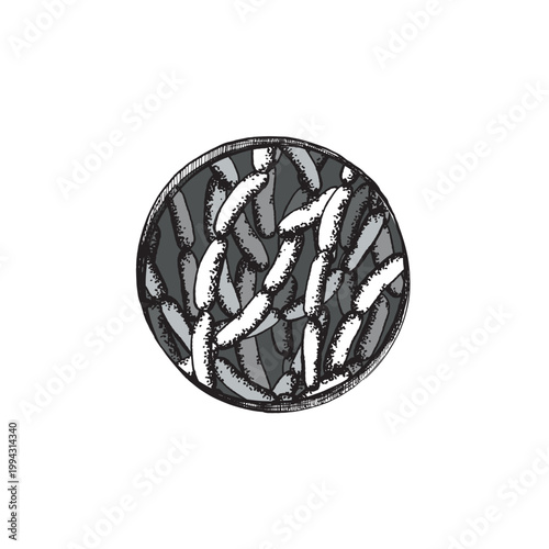 Lactobacillus cells in a round shape. Engraved illustration for scientific, medical, and educational materials.