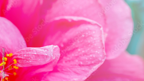 Bright pink hibiscus flower with water droplets in garden setting during daytime