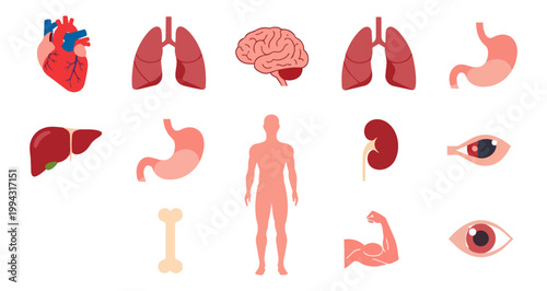 Human anatomy illustration featuring internal organs medical vector