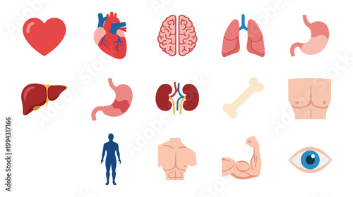 Human body internal organs illustrated on black background