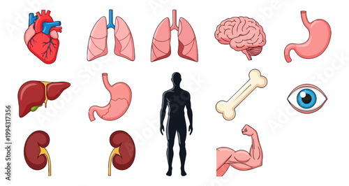 Human body anatomy illustrations heart lungs brain organs silhouette on black