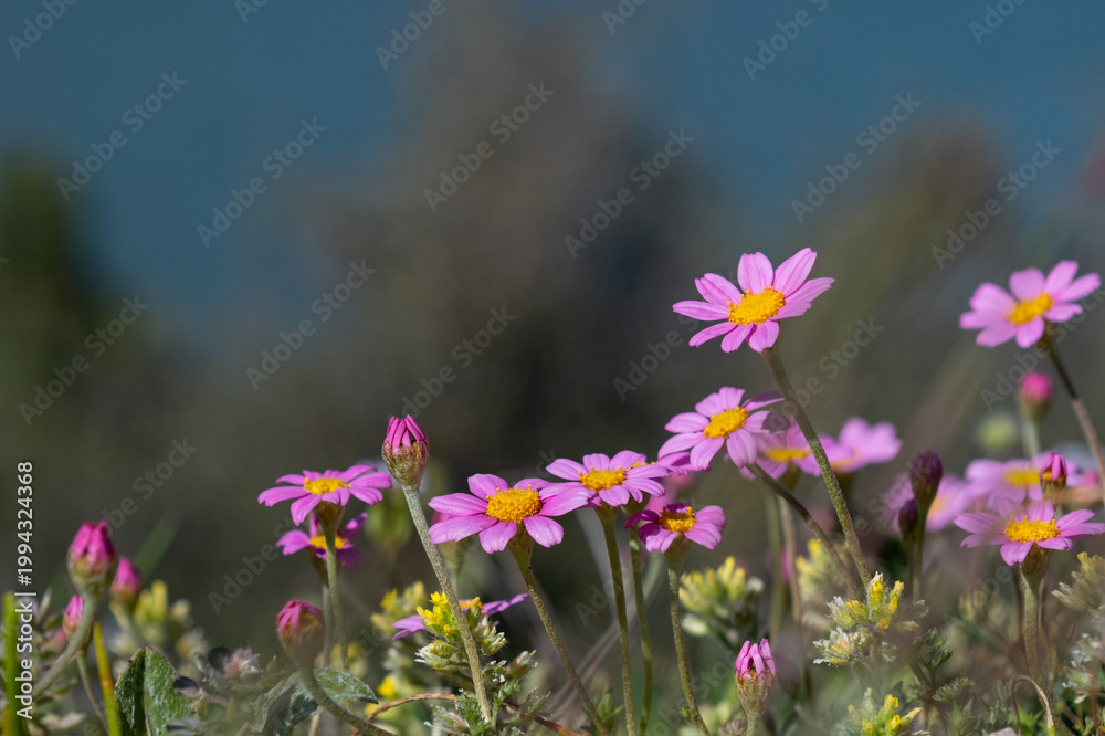 Obraz premium Pink wildflowers illuminated by sunlight against a sky backdrop. A low-angle shot capturing the freshness of spring.