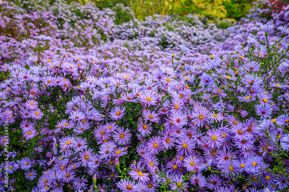 Obraz premium Purple flowers cover a garden in full bloom during the day in a public park in fall in the countryside