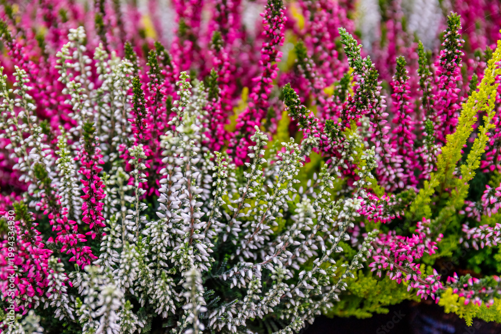 Obraz premium Colorful flowers bloom in a garden during the daytime in springtime creating a lively display of nature's beauty