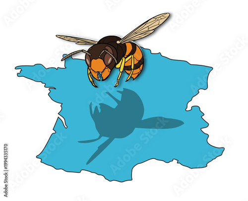 Prolifération frelon asiatique en France