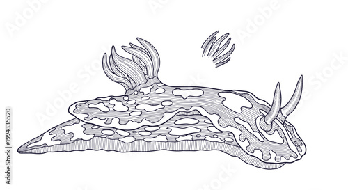 Detailed hand-drawn illustration of a nudibranch sea slug showing intricate patterns and dorsal gills on its body for scientific study.