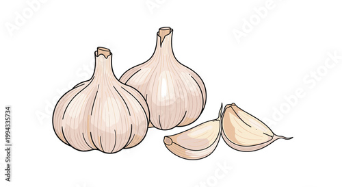 Realistic color illustration of two whole garlic bulbs along with two separated cloves on white background.