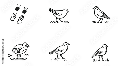 Nature's Mark: Whimsical illustrations, showcasing the delicate footprints of small creatures beside charming drawings of birds in various poses.