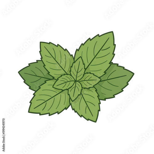 Fresh Mint Leaf Cluster Vector Illustration, Isolated Transparent Background for Food Beverage and Natural Product Design