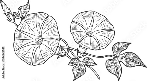 Morning glory flowers and leaves detailed botanical illustration drawing with vine and buds