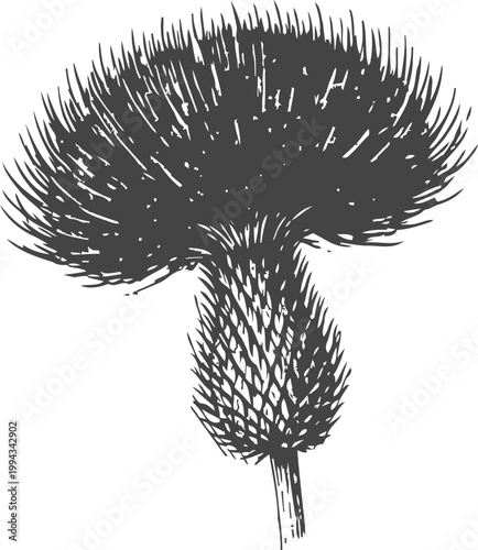 detailed illustration of a thistle flower with spiky petals and textured stem