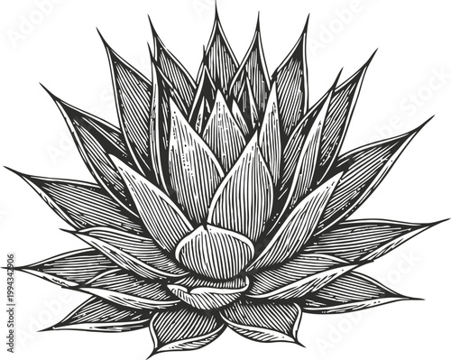 Detailed black and white engraved aloe vera plant illustration with sharp elongated leaves and texture