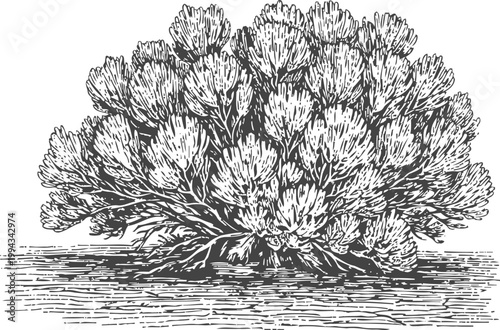Detailed vintage engraving of saltbush shrub with dense foliage and bushy branches in natural habitat