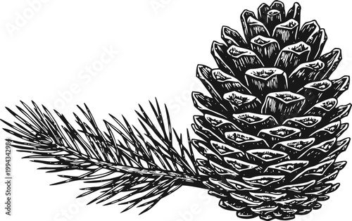 pine cone with needle branch detailed black and white botanical illustration