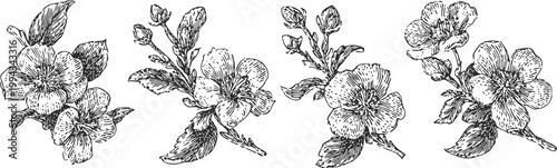 vintage floral illustrations of blossoming cherry branches with flowers and leaves detailed ink drawing