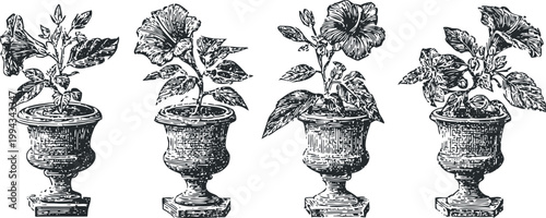 vintage botanical illustration of hibiscus plants in ornate classical urn pots, detailed black and white line art