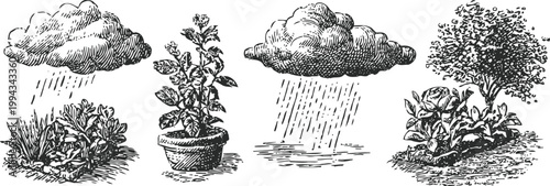 vintage botanical illustrations depicting plant growth stages with clouds and rain for natural development