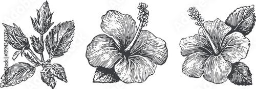 Detailed black and white botanical illustrations of hibiscus flowers and mint leaves in vintage engraving