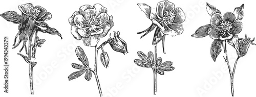 vintage botanical illustrations of columbine flowers with detailed petals and foliage