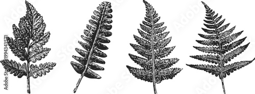 Detailed vintage fern leaves illustration set botanical engraving collection of various fern fronds