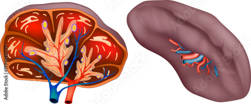 Detailed medical illustration of the human spleen showing both external view and cross section. Human Spleen Medical Diagram Showing Red Pulp White Pulp and Blood Vessels
