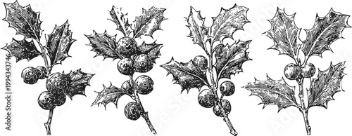 Hand drawn holly branches with berries set vintage botanical illustrations of winter plant elements