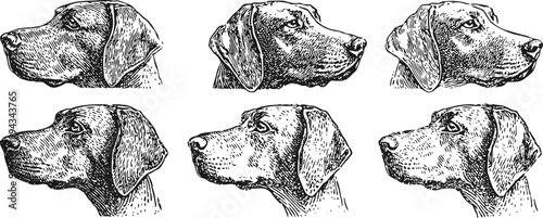 Vintage hunting dog head illustrations detailed black ink sketches of canine profiles in various poses