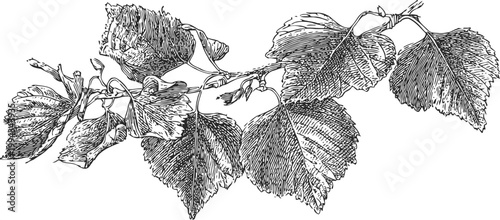 Detailed vintage illustration of linden tree branch with leaves and flower buds in black and white