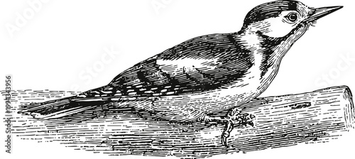 Woodpecker perched on tree branch drawing in vintage engraving