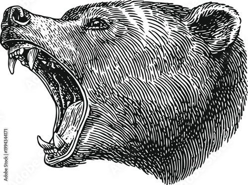 Roaring bear head illustration grizzly with open mouth showing teeth and tongue wildlife wild animal sketch art detailed