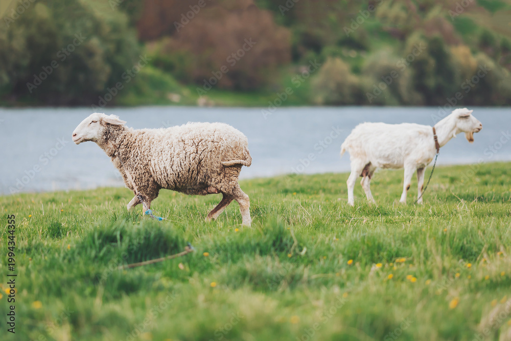 Obraz premium Playful sheep and goat enjoying a sunny day by the tranquil riverside pasture