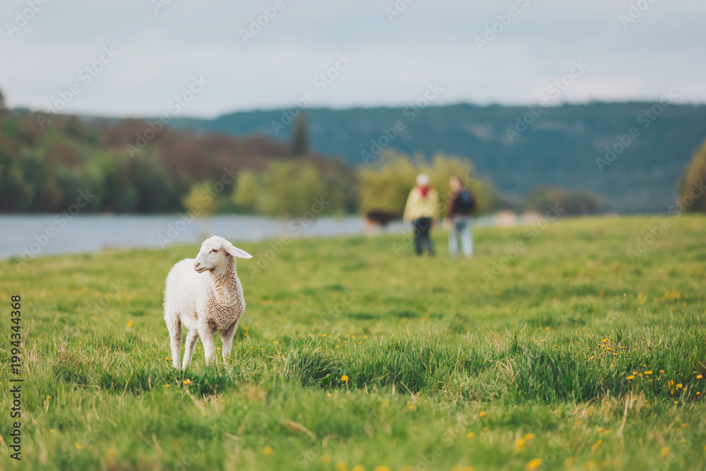 Fototapeta premium Serene moments in nature with a playful sheep and two people strolling by the river on a cloudy day