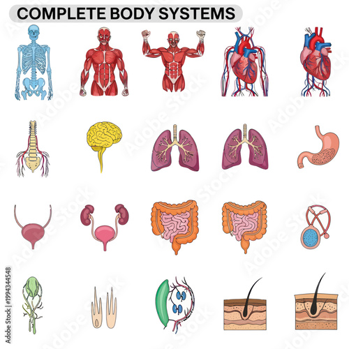 Human Anatomy: Complete Body Systems - Skeleton, Muscles, Heart, Lungs, Brain, Organs