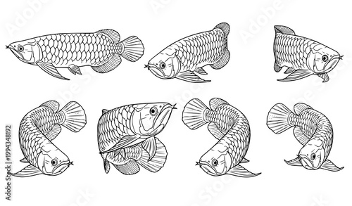 Arowana Fish Vector Set Different Poses Aquarium Fish Collection