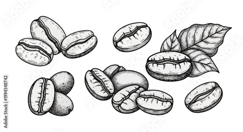 Hand-drawn black and white botanical illustration of roasted coffee beans and coffee plant leaves, featuring a detailed stipple engraving style on a plain white background.