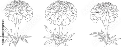 Zinnia Flower Line Icons Set, Botanical Floral Outline Vector Collection for Garden and Nature Design