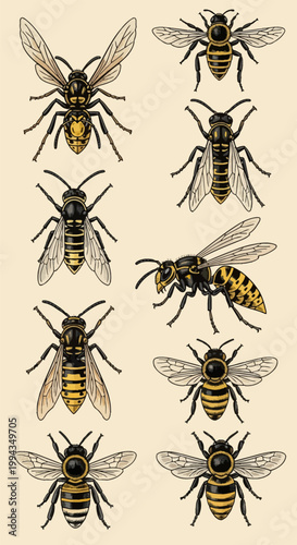 collection of insects