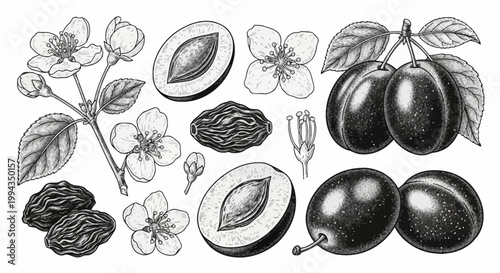 Vintage botanical illustration of plums including whole fruit, halved sections with pits, dried prunes, blossoms, and leaves, rendered in a detailed black and white engraving style.